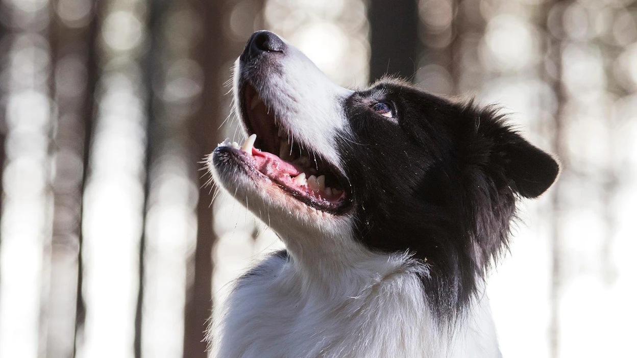 Tutkimuksessa bordercollieilla havaittiin enemmän pakonomaista tuijottamista kuin kaikilla muilla roduilla.