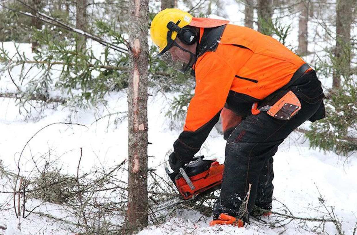 Uusi Echo on vahva ja vääntävä saha. Tässä ollaan ensiharvennuksella, mutta sahalla pärjää myös tukkipuiden kanssa.