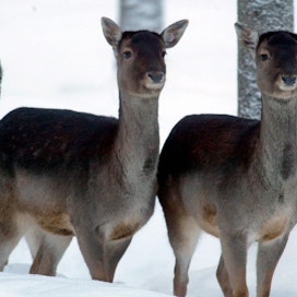 Kuusipeurat ovat tyypillisiä talviruokittavia eläimiä.