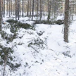 Yhä useampi metsärahasto siirtyy ulkomaiseen omistukseen. Kuvituskuva.