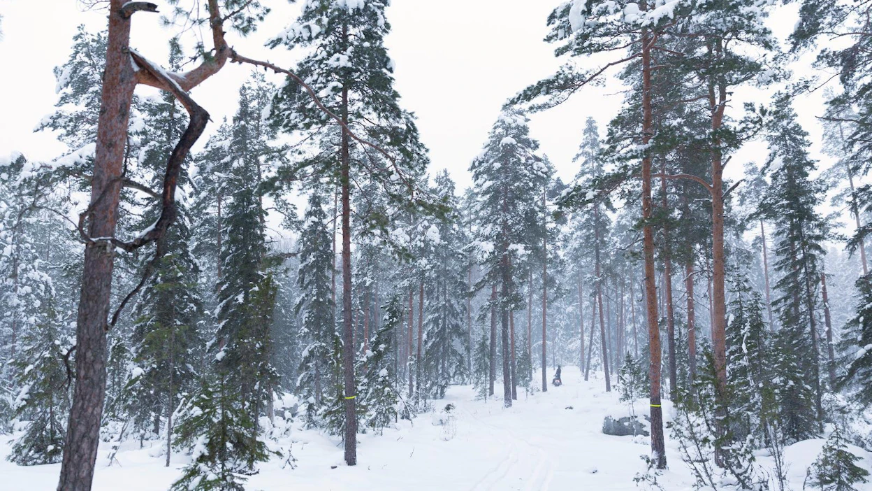 Laskurilla voi arvioida metsäomaisuuden luovuttamiseen liittyvän metsälahjavähennyksen ja lahjaveron suuruutta. Laskuri huomioi myös metsävähennyksen.