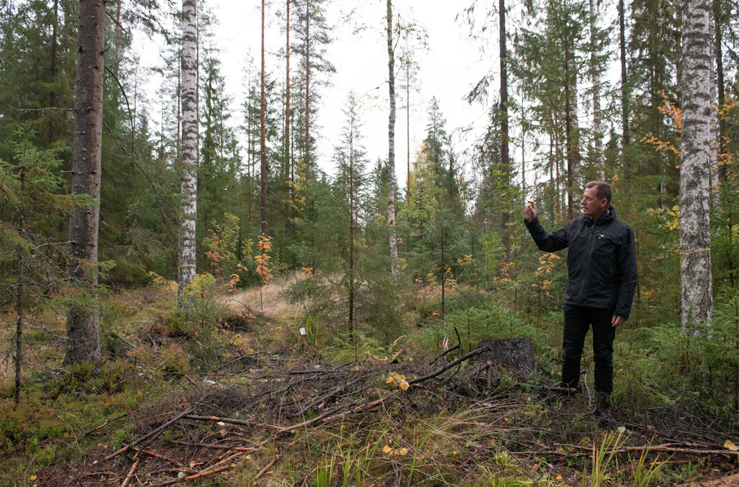 Jatkuvapeitteisessä metsässä voidaan erottaa 3–6 latvuskerrosta. Saarijärven koealalla latvuskerroksia on neljä.