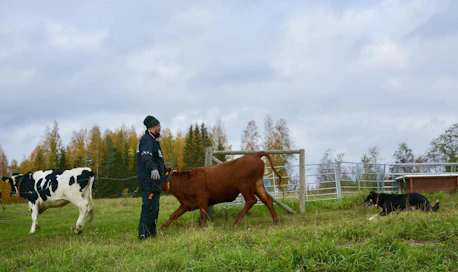 Hallitsevat vuoden nautapaimenet vuonna 2020 Heikki Teittinen ja Nikke laiduntöissä omalla kotikentällään Juvan Muumaassa.