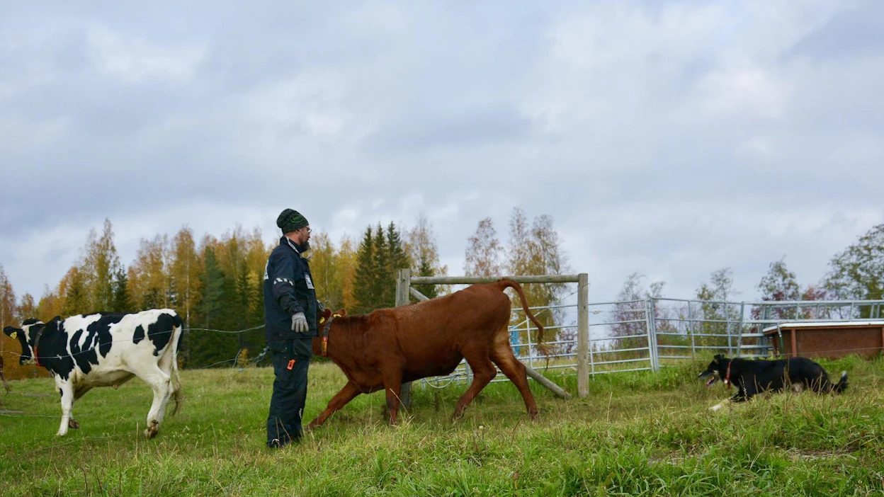 Hallitsevat vuoden nautapaimenet vuonna 2020 Heikki Teittinen ja Nikke laiduntöissä omalla kotikentällään Juvan Muumaassa.