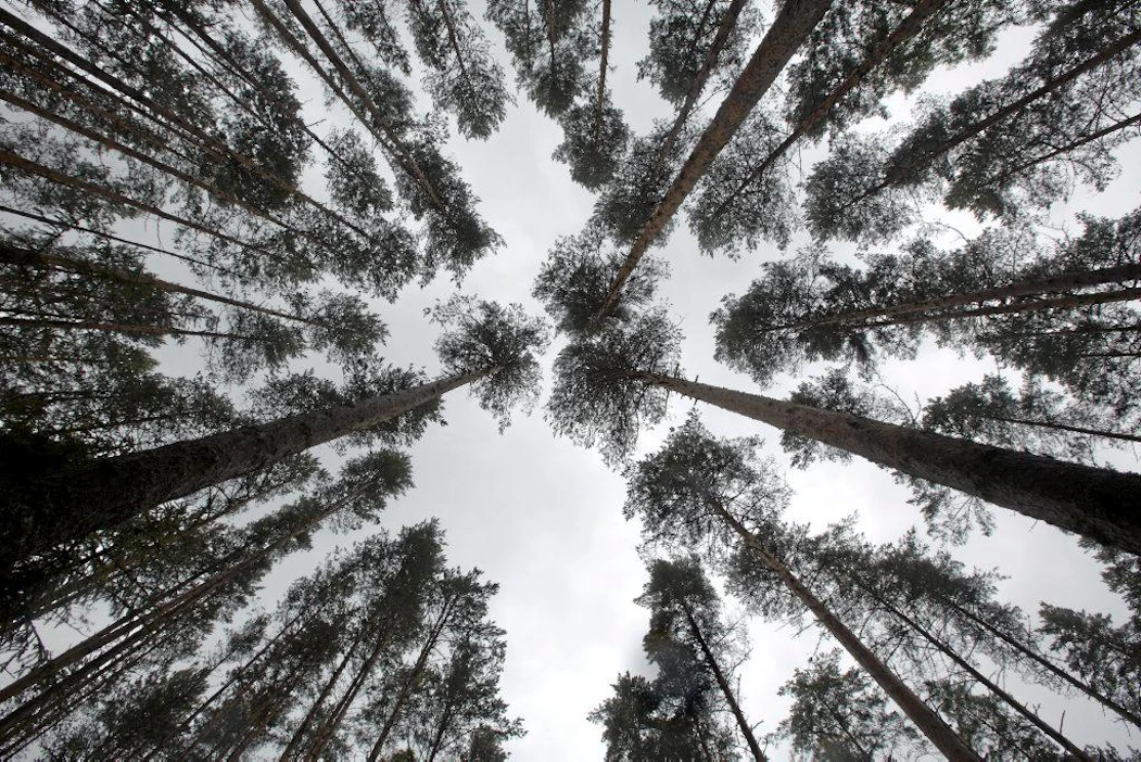 Metsäntutkimuslaitoksen Vesijaon tutkimusmetsä
vasemmalla harventamaton oikealla harvennettu metsä
metla metsä metsätutkimus metsänhoito puu latva latvus mänty