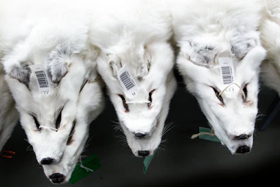 Ketunnahkoja Saga Fursin varastossa Vantaalla. "Ketunnahkojen myyntimäärät ovat kasvaneet viime vuodesta selvästi", turkisten huutokauppayhtiö tiedotti keskiviikkona.