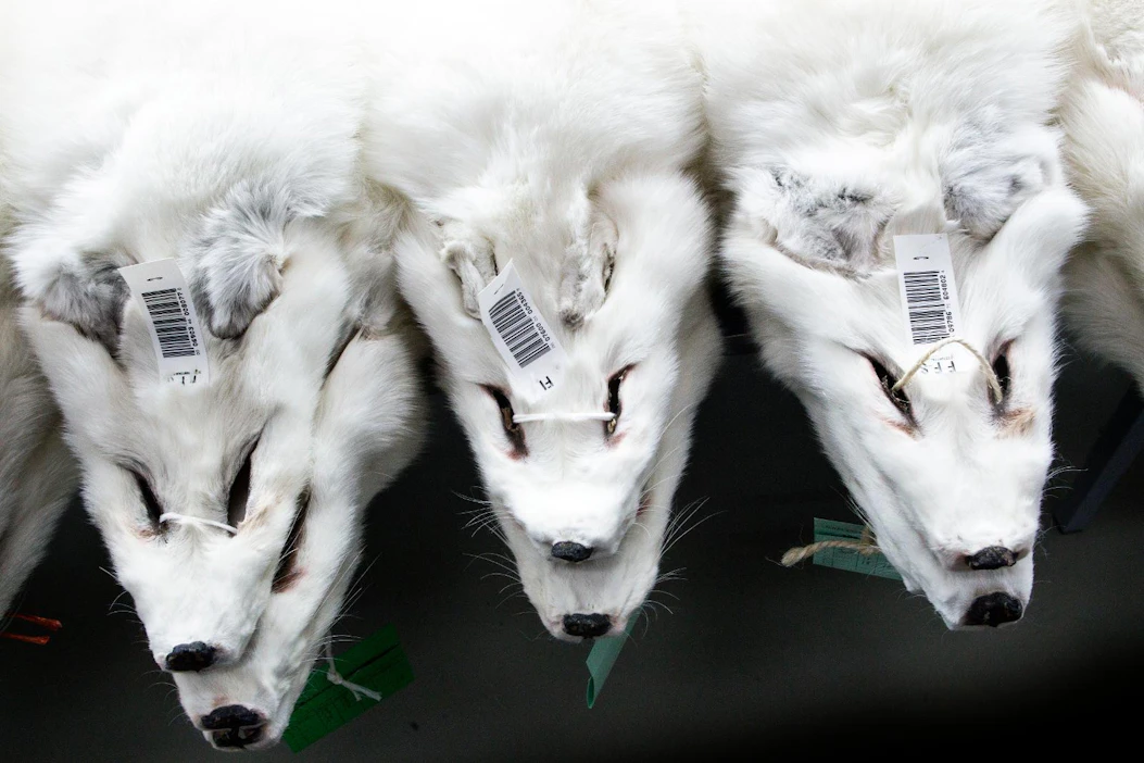 Ketunnahkoja Saga Fursin varastossa Vantaalla. "Ketunnahkojen myyntimäärät ovat kasvaneet viime vuodesta selvästi", turkisten huutokauppayhtiö tiedotti keskiviikkona.