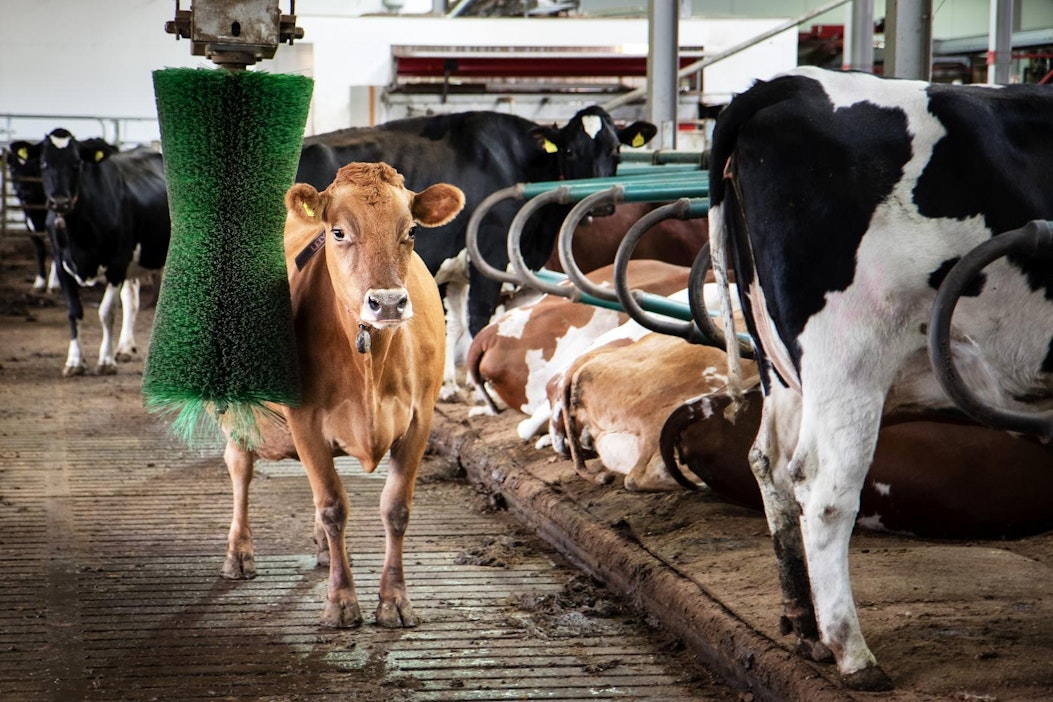 Myös Ville Puhakan navetassa lehmillä on hyvät oltavat.
