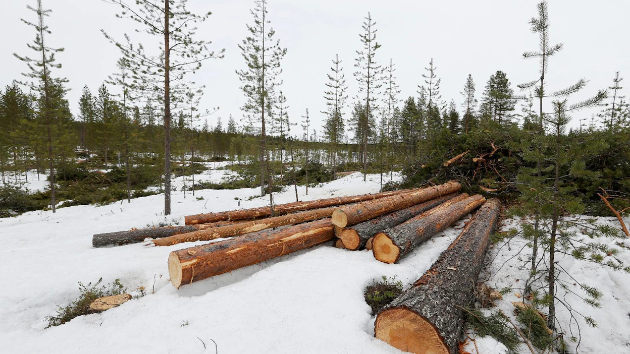 Greenpeacen inventointi ei ole vielä häirinnyt Kuusamon yhteismetsän hakkuita.