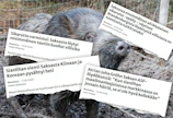 Afrikkalaisen sikaruton leviäminen Saksaan oli katastrofi maan sianlihantuottajille. Sen vaikutukset markkinoihin ovat erittäin laajat.