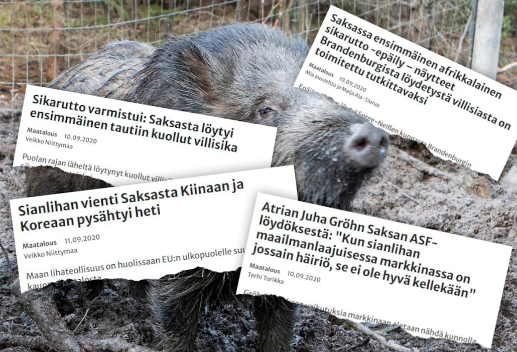 Afrikkalaisen sikaruton leviäminen Saksaan oli katastrofi maan sianlihantuottajille. Sen vaikutukset markkinoihin ovat erittäin laajat.