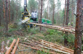 Suunnitellun tehtaan pääraaka-aine olisi havukuitupuu.