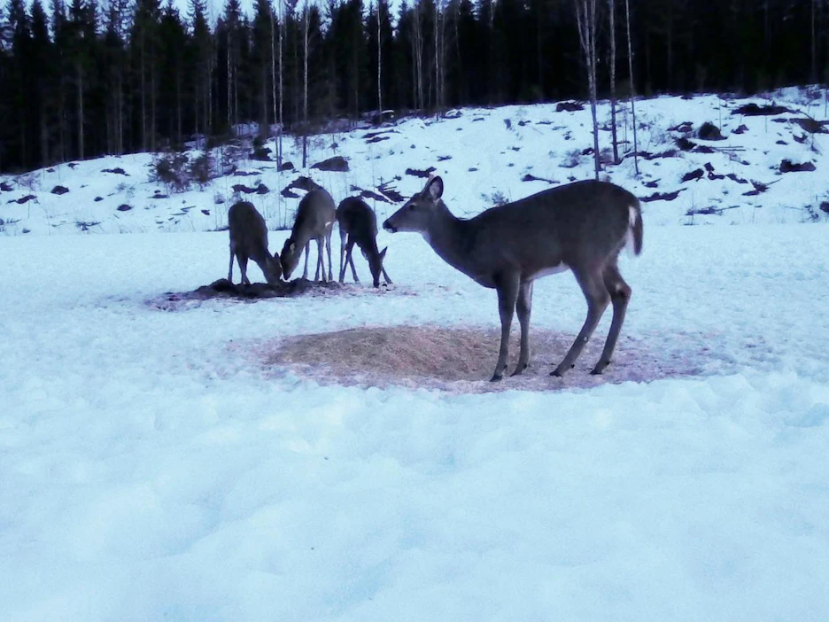 Valkohäntäpeurakannan koon arvio perustuu populaatiomalliin, jossa huomioidaan vasatuotto, vuotuinen saalis, saaliin ikä- ja sukupuolijakauma sekä peurakolareista ja suurpedoista johtuva poistuma.