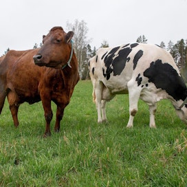 PI-maitoforumin panelistit olivat yhtä mieltä siitä, että suomalaisesta maidosta tarvitaan lukuja, jotka perustuvat kotimaisen nurmiperustaisen tuotannon arvoihin.
