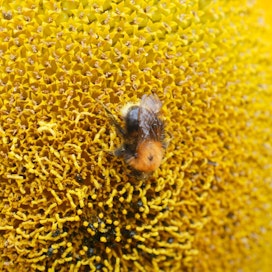 Kimalainen on tärkeimpiä luonnonkasvien pölyttäjiä. Kuvassa kimalainen on auringonkukassa.