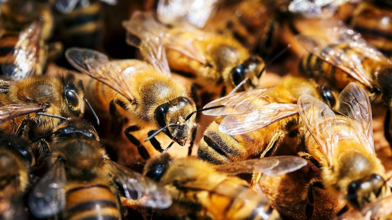 Toisin kuin neonikotinoidit, sulfoksimiinipohjaiset aineet, eivät suoraan tapa mehiläisiä, mutta ne näyttävät vaikuttavan niiden immuunijärjestelmään ja lisääntymiskykyyn.