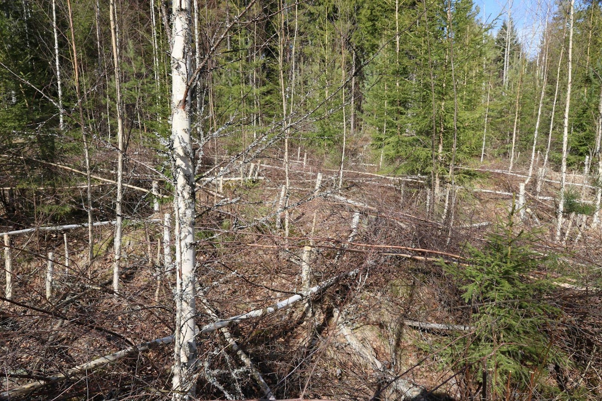 Reikäperkausalan poistettavien runkojen määrästä saa hyvän käsityksen, sillä pitkät kannot näkyvät hyvin. Alue käsiteltiin pitkiin kantoihin, jotta voitiin havainnoida, sopiiko ketjuraivaussaha ja pitkän kannon menetelmä ainoaksi taimikonhoitotavaksi, eli olisiko pitkistä kannoista hyötyä myös ajallaan tehdyssä taimikonhoidossa. Kuvan kohta oli heikoimmin uudistuksessa onnistunut kohta, kuusentaimet olivat heikompia kuin muissa kohdissa.