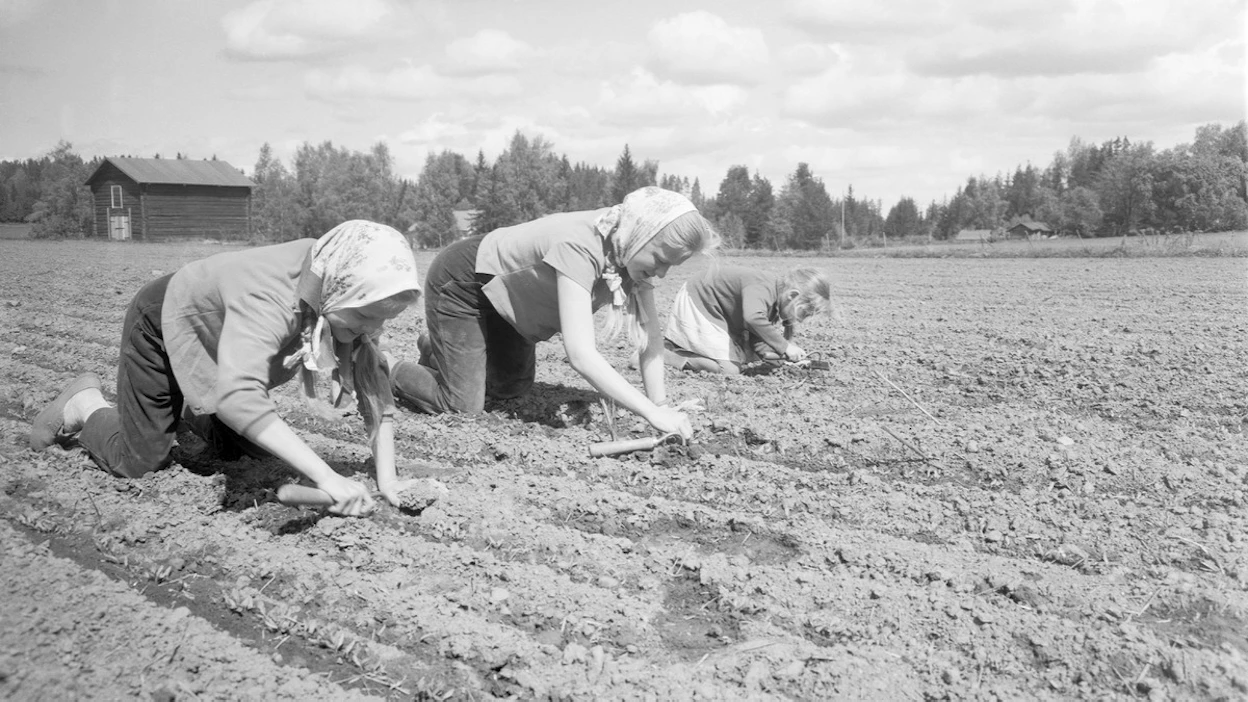 Monien 1950-luvulla syntyneen ja maaseudulla kasvaneen naisen lapsuusmuistoissa vilisevät erilaiset kitkemis- ja harvennustyöt. Kuvassa kolme tyttöä harventaa Pietilän sokerijuurikkaan taimia Janakkalassa 2.6.1962.