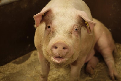 Karjuun yhtynyt mies pakeni paikalta tultuaan yllätetyksi. Kuvan karju ei liity tapaukseen.