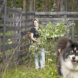 Anne-Mari Kovalainen tekee poroille lehtikerppuja talven varalle. Suomenlapinkoirat ovat avuksi etenkin, kun poroja täytyy ajaa pois viljelyksiltä. Janne Koskenniemi