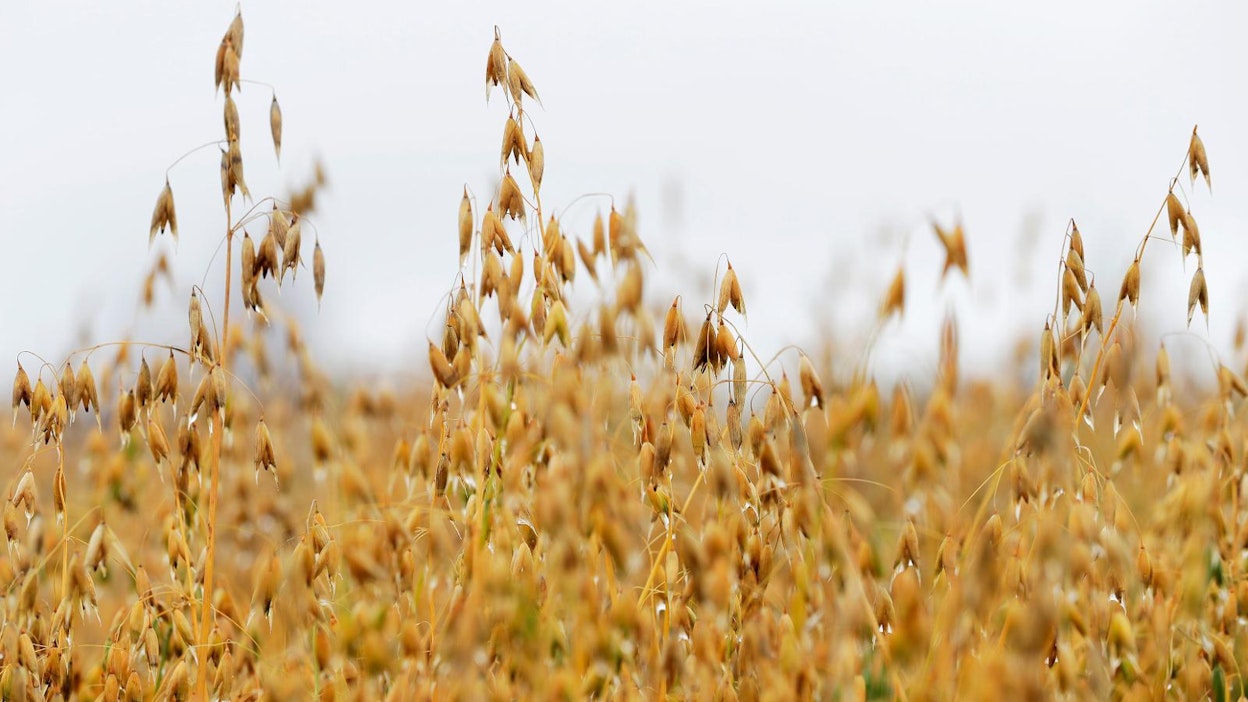 Kuvan kaurapelto ei liity tapaukseen.