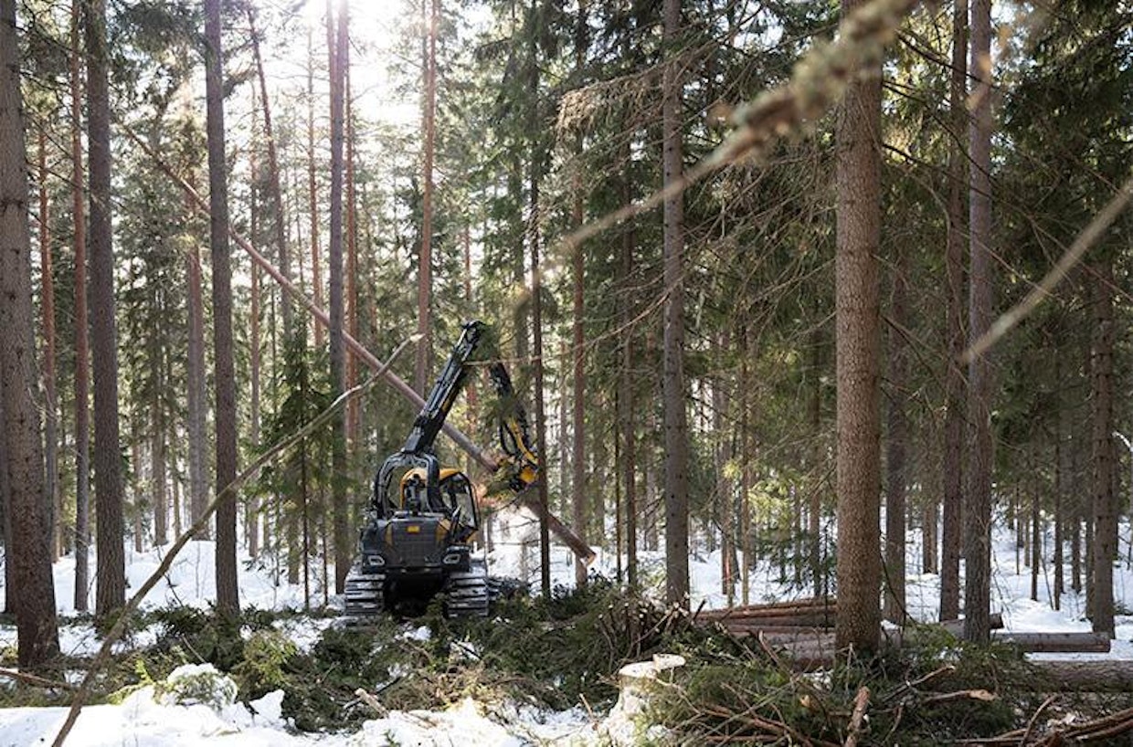 Yksitellen valitut rungot kaatoi pieksämäkeläisen TS-Metsä Oy:n hakkuukone.