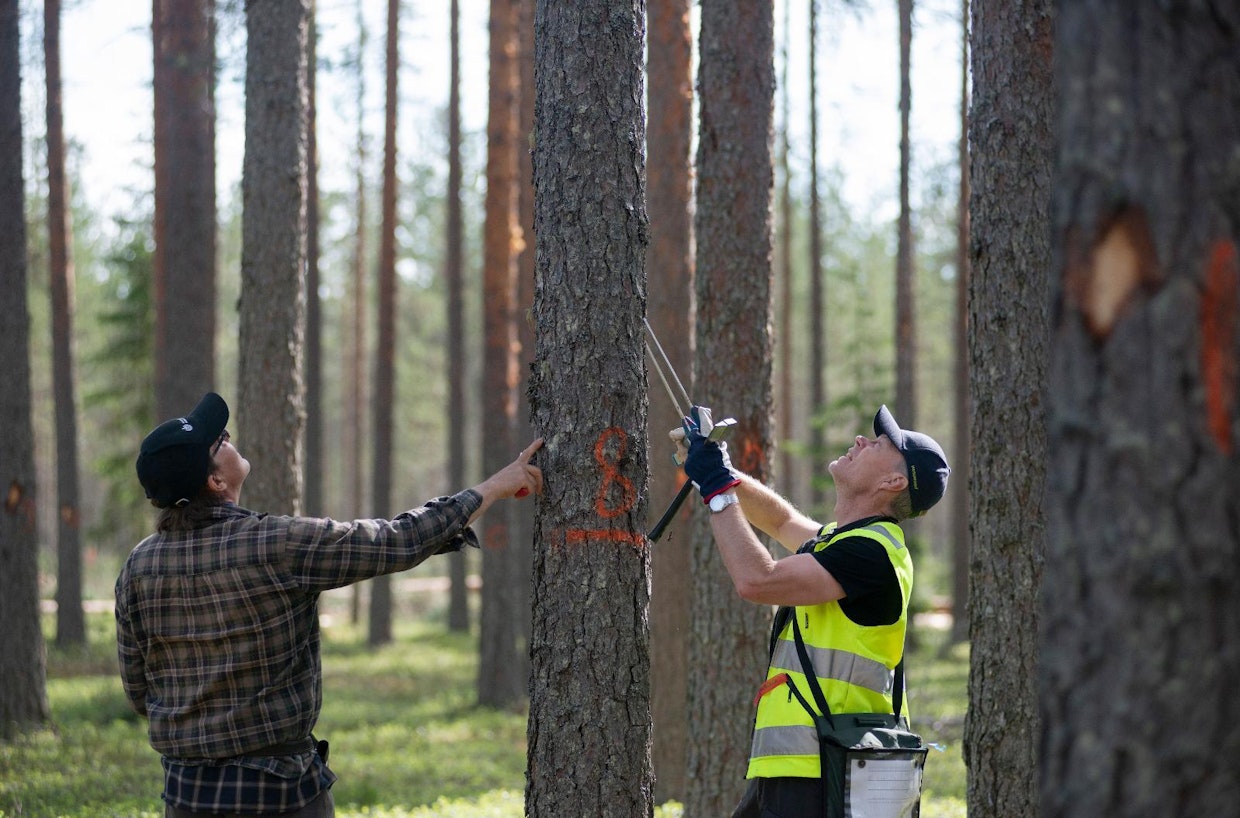 ”Olen tyytyväinen siitä, että erikoispuu käy kaupaksi, mutta kuutiohinta saisi olla parempi”, sanoo metsänomistaja Juhani Kauppinen (vas.) Versowoodin ostomiehelle Hannu Ala-Kapeelle.