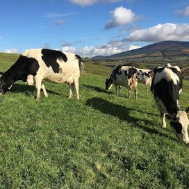 Puolet Irlannin 7,26 miljardin maitolitran vuosituotannosta menee Britanniaan.