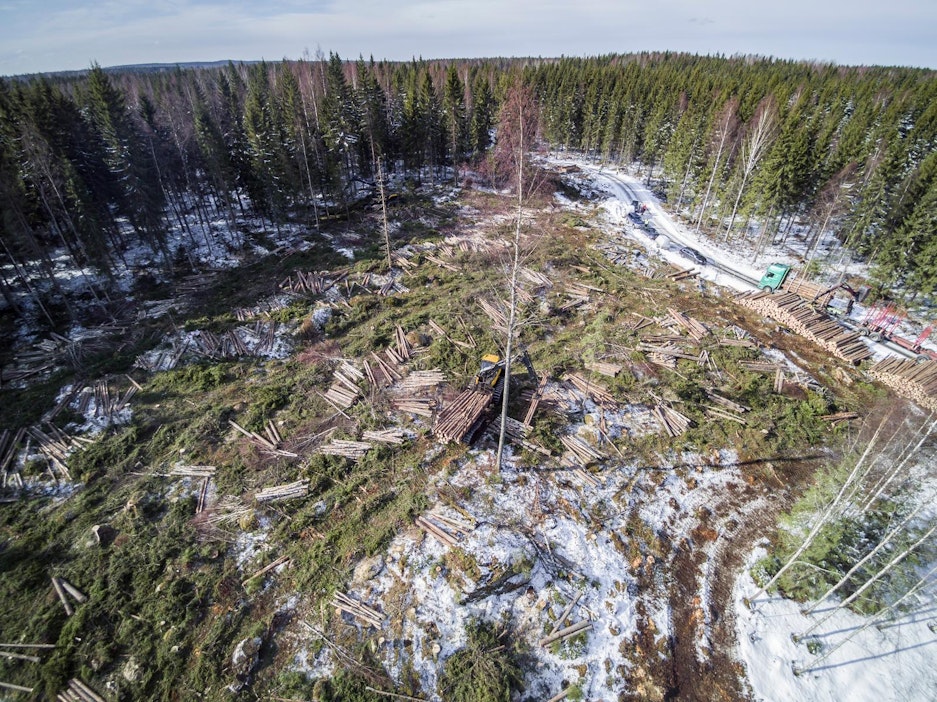 Nyt se on vahvistettu: Metsien hakkuut Euroopassa eivät lisääntyneet  äkillisesti – toisin kuin Nature väitti vuonna 2020 - MT Metsä - Maaseudun  Tulevaisuus