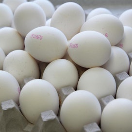 Fiproniiliä on löytynyt nyt myös puolalaisista kananmunista.