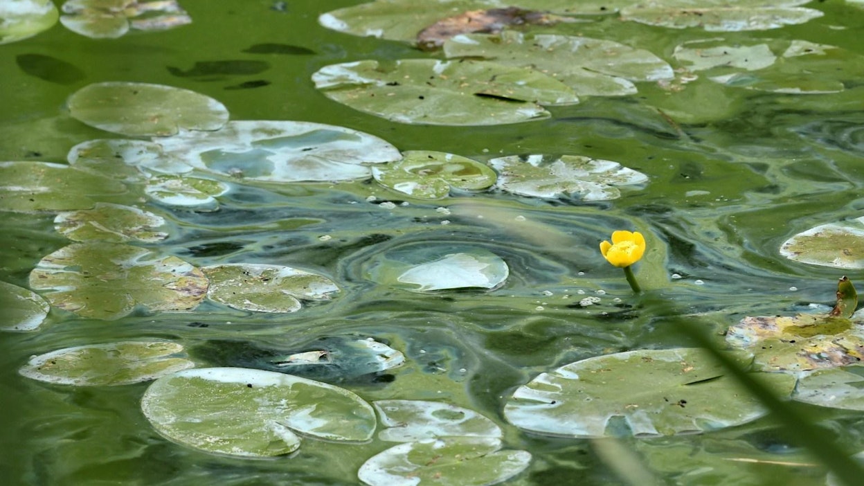 Levähavainnot ulottuvat Saaristomeren kaakkoisosaan asti. LEHTIKUVA / Jussi Nukari