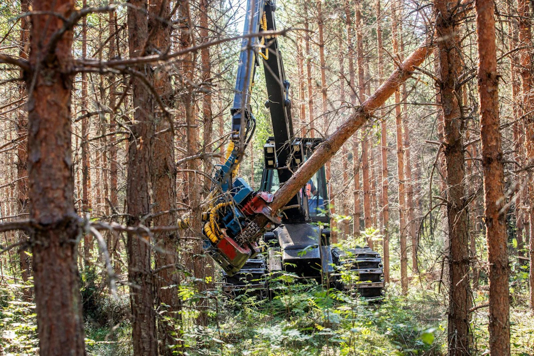 Yli neljä viidesosaa metsäkeskuksen arvioimista yksityismetsien hakkuun tai metsänuudistamisen kohteista oli luonnonhoidollisesti erinomaisia tai hyviä.