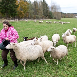 Nykyisen esityksen mukaan keskikokoiset lammastilat putoaisivat pois lomituksesta. ”Pienellä tilalla työt ovat monesti jopa raskaampia kuin isoilla”, 50 lammasta Virroilla hoitava Nina Snellman sanoo. Rami Marjamäki