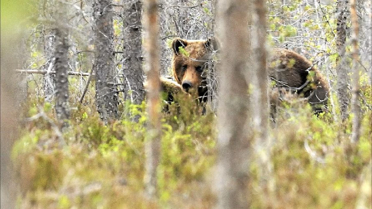 Osa Saarijärven karhuista ei piittaa ihmisistä. Tätä urosta ja sen seurassa ollutta naarasta sai kuvata 80 metrin päästä lähes puoli tuntia. Ilkka Leppänen