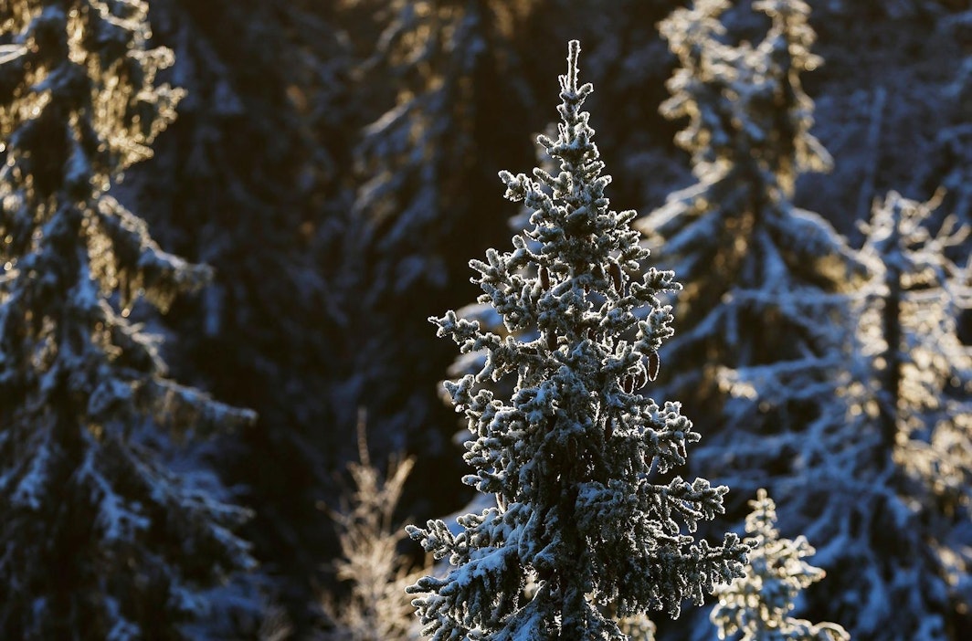 Puut ovat yllättävän mukautuvia, mutta jokin raja siinäkin on.