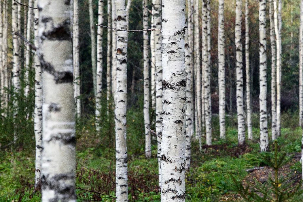 Finnpulpin puunhankinnassa tulevien koivujen luonnollinen osoite olisi naapuritontilla sijaitseva Savon Sellu.