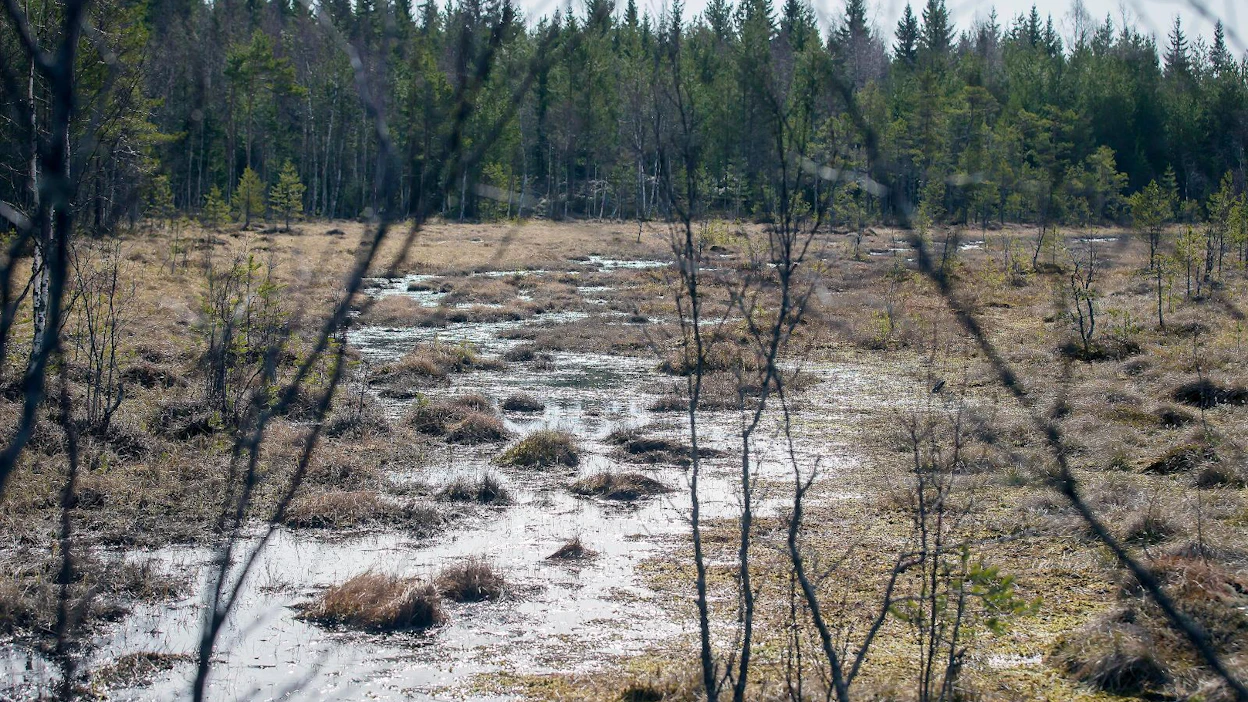 Helmi-ohjelma laajentaa vapaaehtoisen suojelun muihin elinympäristöihin Metso-ohjelman metsien rinnalle.