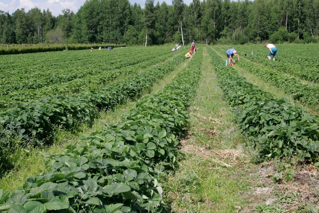Kausityövoiman tarve on suurta esimerkiksi marjatiloilla.