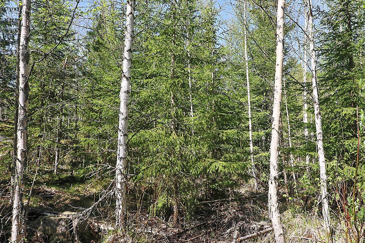 Perinteisen alueen koivujen järeytyminen on ollut todella rajua. Niissä kohdissa muodostuu kaksivaiheinen metsä, josta koivut korjataan aiemmin pois ja loppukasvatus tapahtuu kuusella.