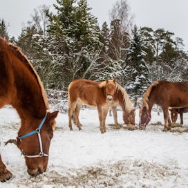 Suomenhevosen merkitystä urheilu- ja harrastehevosena on tarve markkinoida myös alan omiin tapahtumiin, arvioi hevosjärjestöjen brändityötä koordinoiva Tuula Pihkala.