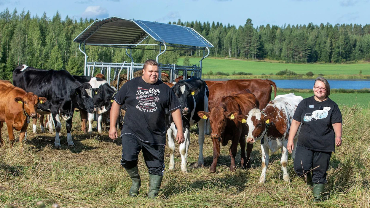 Kati ja Ari Luukkosen lehmät ja nuorkarja laiduntavat kesät läpeensä. "Eihän se kesä tule, elleivät lehmät ole ulkona", Kati Luukkonen sanoo.