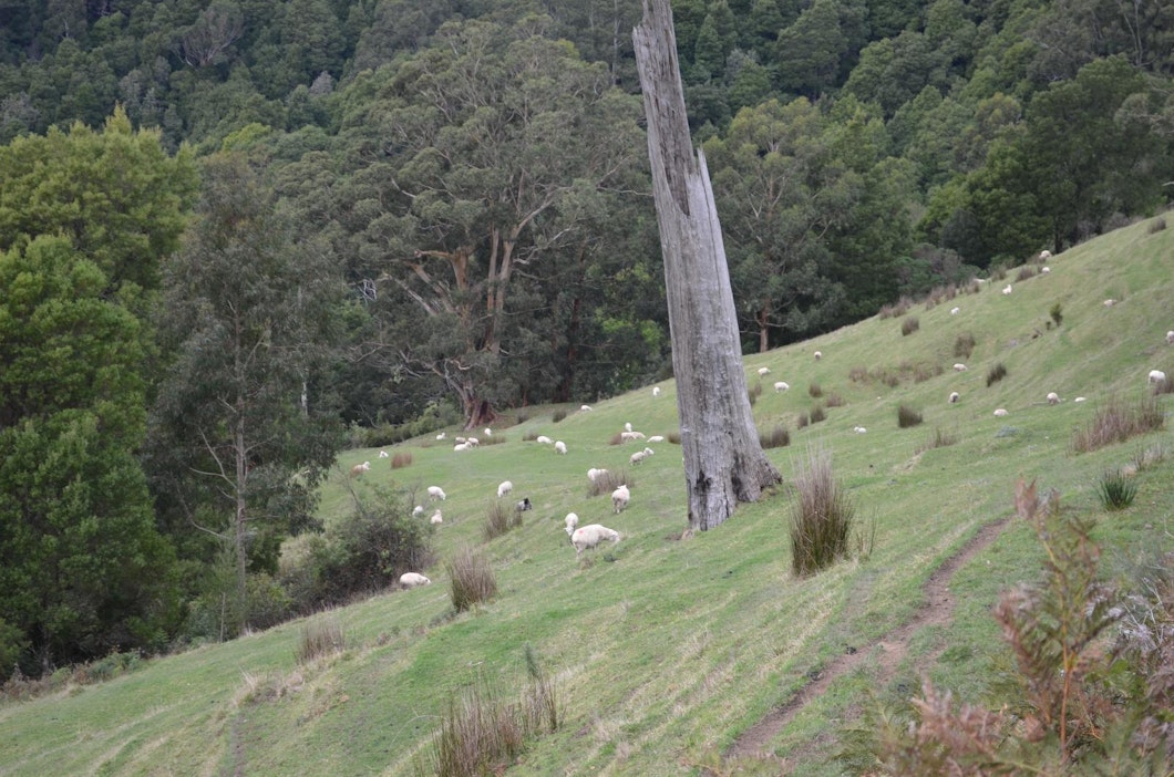 Laiduntavia lampaita Etelä-Australiassa Victorian osavaltiossa.