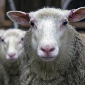 Kuvan lampaat eivät liity tapaukseen.