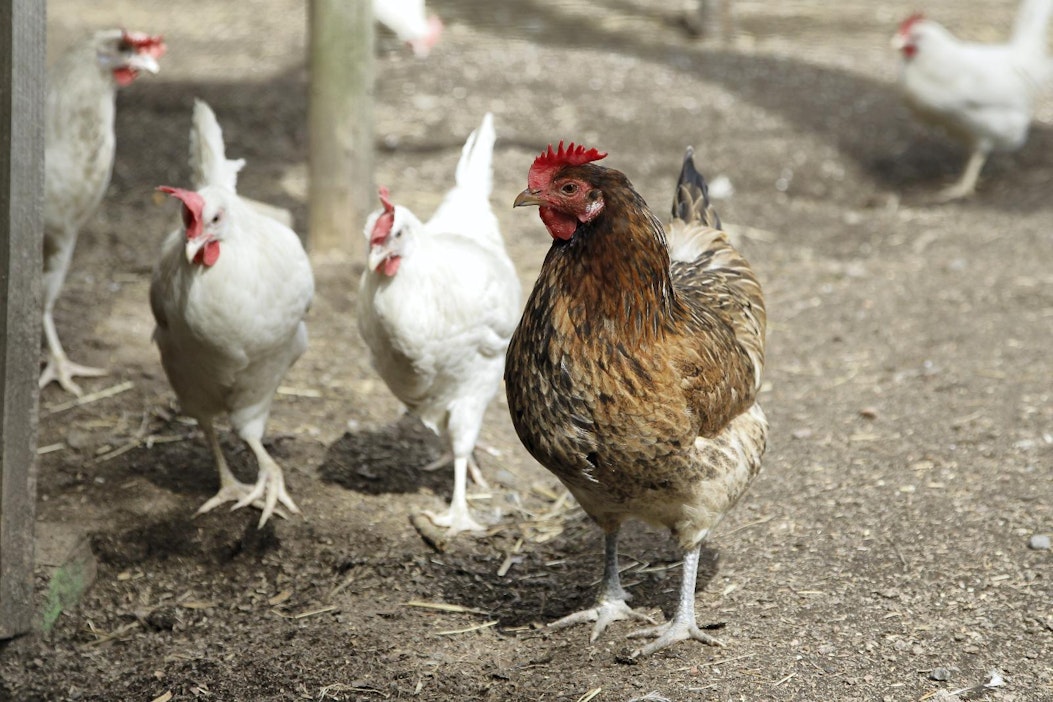 Nämä siivekkäät eivät liity juttuun. Katso Kanaliveä jutun linkistä.