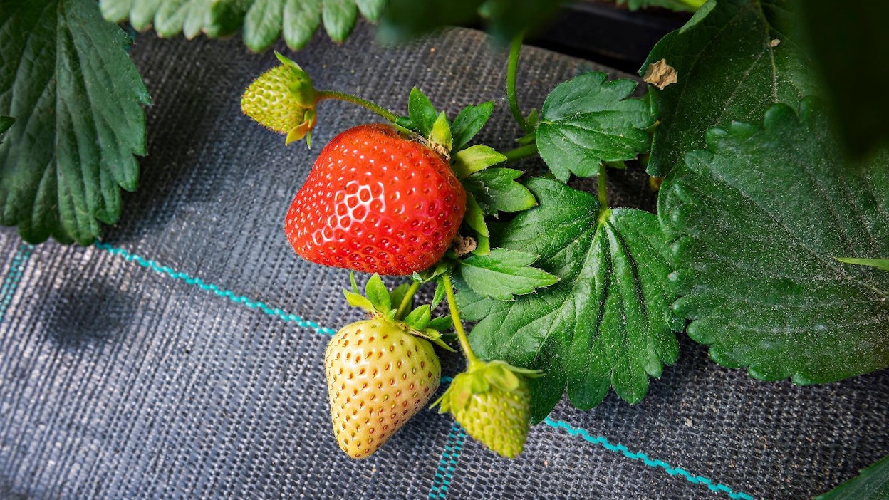 Pellonvuokraus päätyi käräjille Päijät-Hämeessä. Arkistokuva.