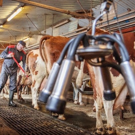 Mitä vanhempi lehmä sitä kauemmin se on lypsänyt maitoa, mikä vähentää päästöjä maitolitraa kohti.