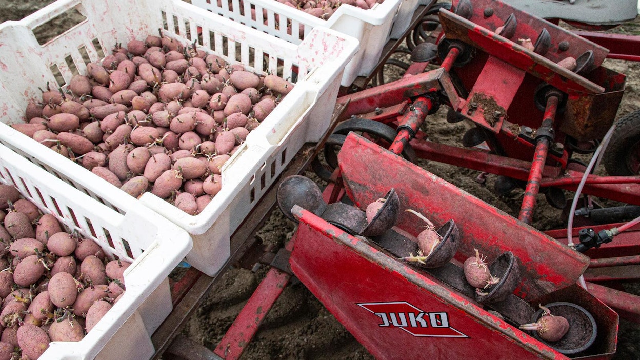Annabelleä valmiina istutettavaksi.