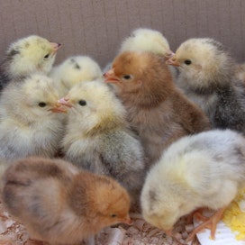 Asiantuntija nostaa esiin myös sen mahdollisuuden, että muutkin kanat ovat voineet käydä munimassa pesään.