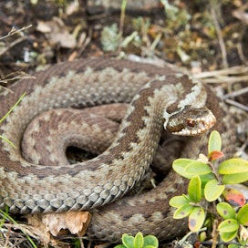 Sahalaitakuvioinen käärme havaitaan tutkimuksen mukaan harvemmin kuin yksivärinen.
