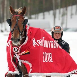 Kautensa kymppitonnin arvoisella voitolla Mauri Tuurnan Ajossa loittanut Ellin Sisu on Porin T76-kierroksen pelatuin hevonen.